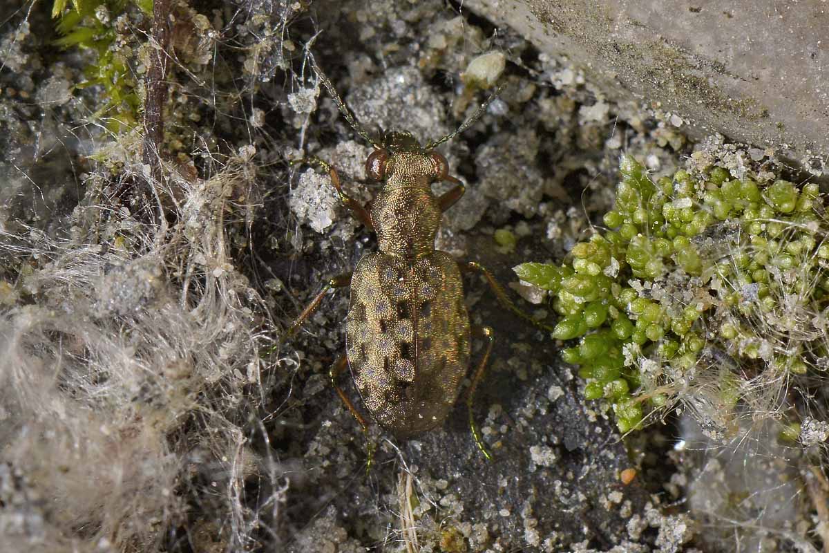 Gioiellino tra le pietre: Elaphrus aureus, Carabidae